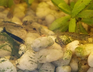 Garnelen abzugeben Bild 2