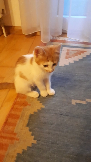 Wer hat unseren Tschuno gesehen . Bild 3