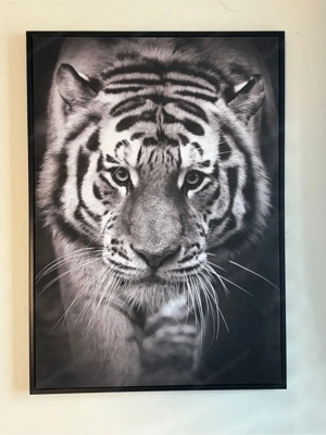 Großes Tiger Wandbild Schwarz-Weiß