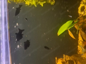 Blackmolly zu verkaufen diverse Größen  Bild 3