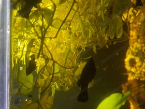 Blackmolly zu verkaufen diverse Größen  Bild 2