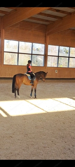 Reitbeteiligung gesucht Bild 4