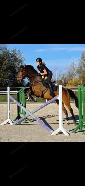 Reitbeteiligung gesucht Bild 3