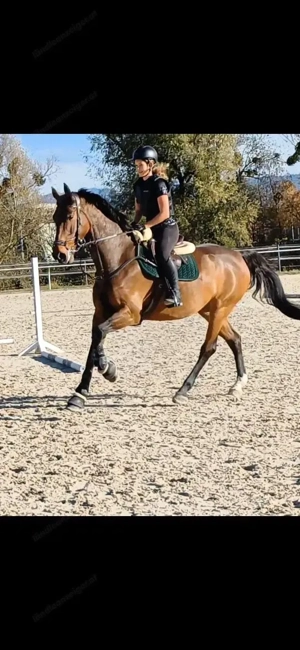 Reitbeteiligung gesucht Bild 2