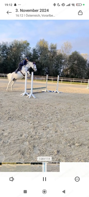 Reitbeteiligung gesucht Bild 5