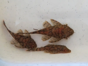 Wels L519 - Aquarium Fische  Bild 2