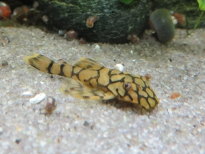 Wels L519 - Aquarium Fische  Bild 6