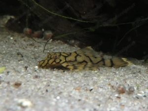 Wels L519 - Aquarium Fische  Bild 3