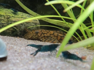 Wels L519 - Aquarium Fische  Bild 5