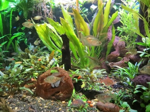 Salmler  Brillantsalmler  - Aquarium Fische  Bild 5