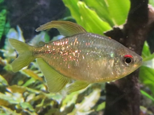 Salmler  Brillantsalmler  - Aquarium Fische  Bild 2