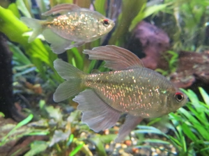 Salmler  Brillantsalmler  - Aquarium Fische  Bild 4