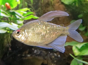 Salmler  Brillantsalmler  - Aquarium Fische  Bild 3