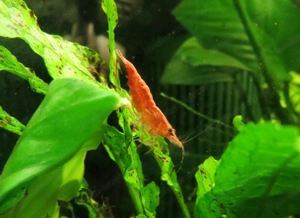 Red Fire Garnelen  Bild 2