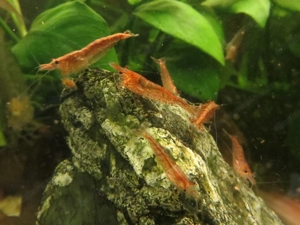 Red Fire Garnelen  Bild 3