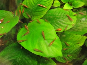 Red Fire Garnelen  Bild 5