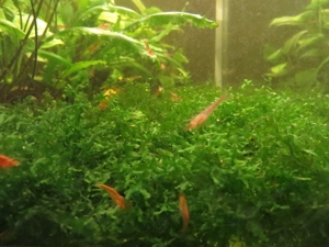 Red Fire Garnelen  Bild 6