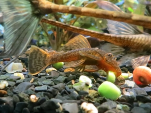 Schildpatt Antennenwels - Aquarium Fische  Bild 2