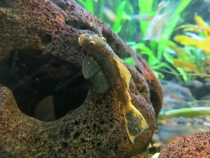 Schildpatt Antennenwels - Aquarium Fische  Bild 3