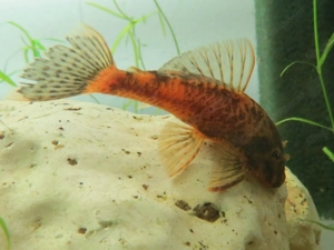 Schildpatt Antennenwels - Aquarium Fische  Bild 4