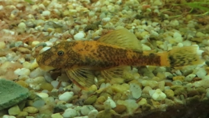 Schildpatt Antennenwels - Aquarium Fische  Bild 5