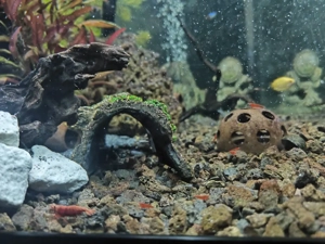 Junge Garnelen - red fire Bild 3