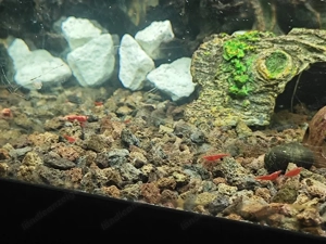 Junge Garnelen - red fire Bild 4