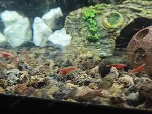 Junge Garnelen - red fire Bild 2