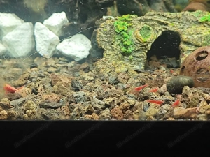 Junge Garnelen - red fire Bild 5