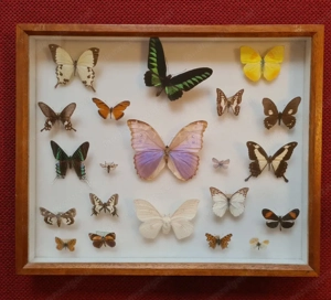 Schmetterling Schaukästen  Bild 2