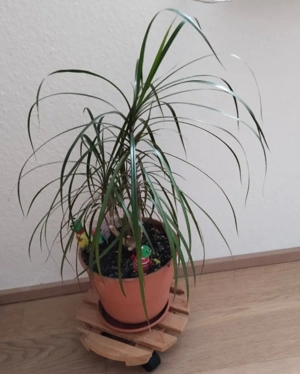 Ficus benjamin 1m40  Bild 2