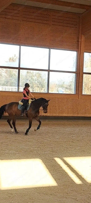 Reitbeteiligung gesucht  Bild 4