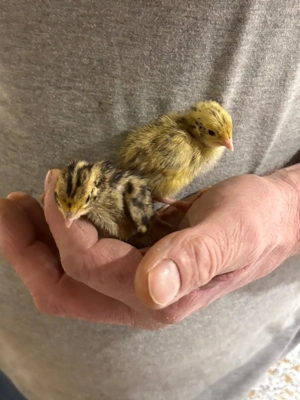  junge Wachteln Bild 2