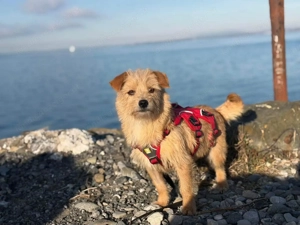 Rini - kleine Abenteurerin mit großem Herz sucht ihr Traumzuhause