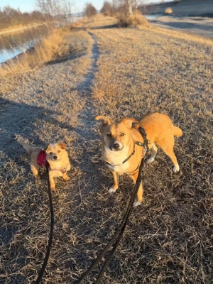 Rini - kleine Abenteurerin mit großem Herz sucht ihr Traumzuhause Bild 5