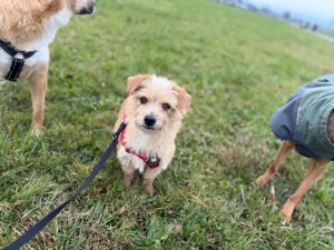 Rini - kleine Abenteurerin mit großem Herz sucht ihr Traumzuhause Bild 6