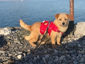 Rini - kleine Abenteurerin mit großem Herz sucht ihr Traumzuhause Bild 8