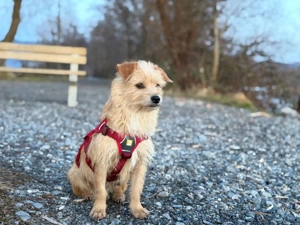 Rini - kleine Abenteurerin mit großem Herz sucht ihr Traumzuhause Bild 2