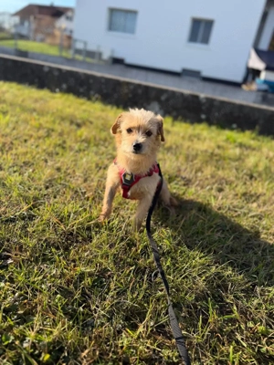 Rini - kleine Abenteurerin mit großem Herz sucht ihr Traumzuhause Bild 3