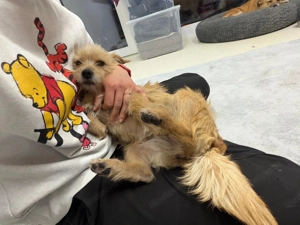 Rini - kleine Abenteurerin mit großem Herz sucht ihr Traumzuhause Bild 9