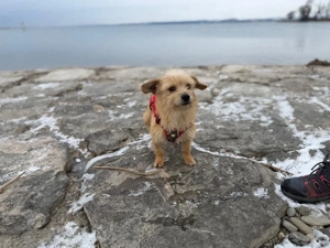 Rini - kleine Abenteurerin mit großem Herz sucht ihr Traumzuhause Bild 7