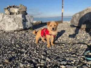 Rini - kleine Abenteurerin mit großem Herz sucht ihr Traumzuhause Bild 10