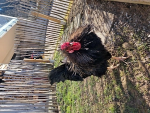 Hahn zu verschenken Bild 2