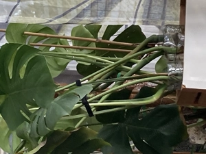 Monstera Deliciosa Ableger 