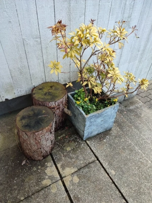 Blumenkübel zu verschenken  Bild 2