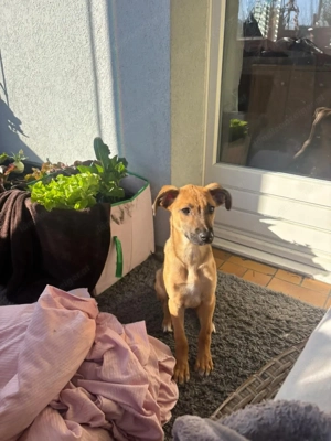 Celine - eine kleine Überlebenskämpferin auf der Suche nach ihrer Familie Bild 6