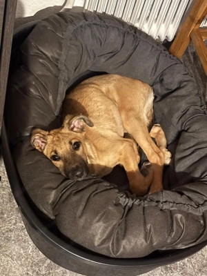 Celine - eine kleine Überlebenskämpferin auf der Suche nach ihrer Familie Bild 3