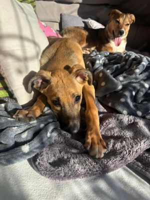 Celine - eine kleine Überlebenskämpferin auf der Suche nach ihrer Familie Bild 5