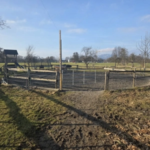 Große Paddock-Box in Selbstversorgerstall in Lauterach  Bild 3