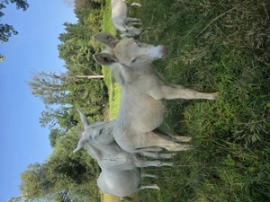 Barockeselhengst vom Lettenhof Bild 2